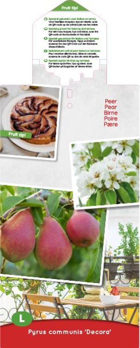 Pyrus c. 'Decora' - C5 100-120 CM Column